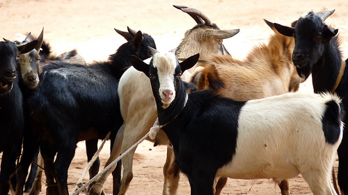 Goat farming